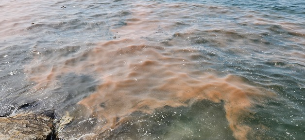 안산 시화나래 인근 바다 '주황색 띠' 정체는 야광충…"독성 없어"