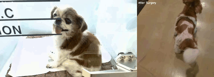 본문 이미지 - 디스크로 주저앉아 걷지 못하던 반려견이 부천 해든동물의료센터에서 디스크 수술을 받고 한 달 뒤 걷는 모습(부천 해든동물의료센터 제공) ⓒ 뉴스1