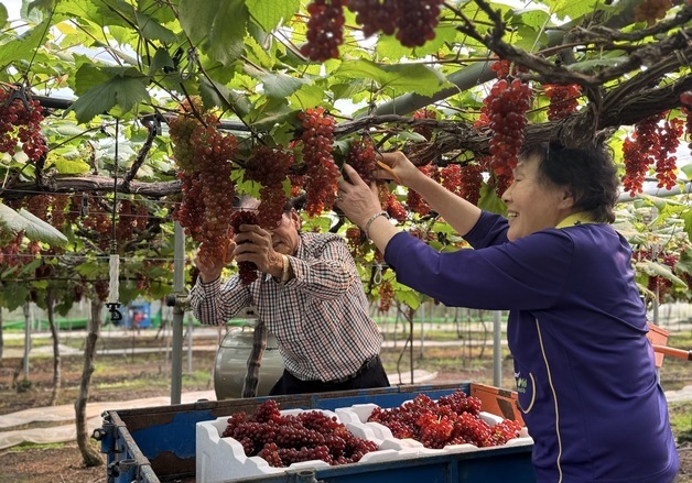 대전서 씨없는 '델라웨어' 포도 전국 첫 출하