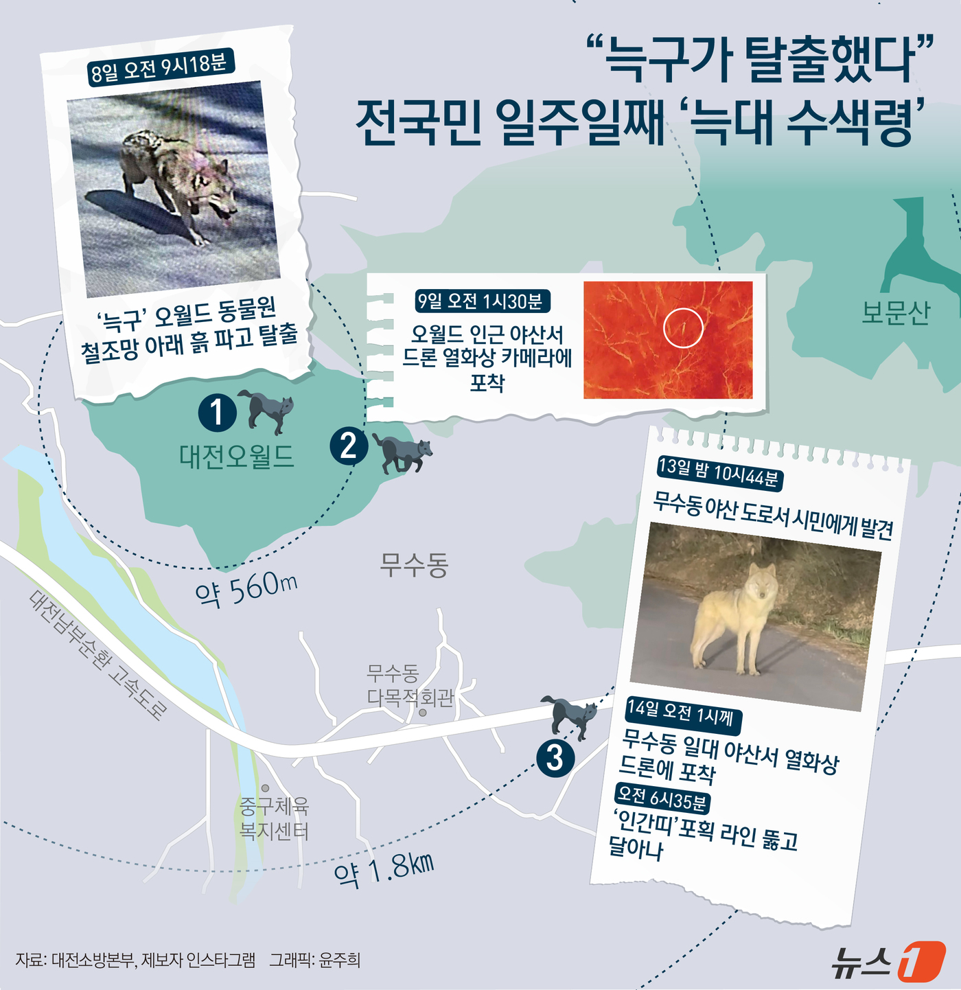 (서울=뉴스1) 윤주희 디자이너 = 14일 대전시 등에 따르면 당국은 14일 오전 1시께 대전 중구 무수동 일대 야산에서 열화상 드론으로 늑구의 실체를 포착, 포위망을 좁히며 포획 …