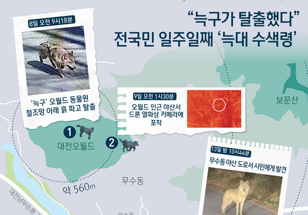 [오늘의 그래픽]"늑구가 탈출했다"…전국민 일주일째 '늑대 수색령'
