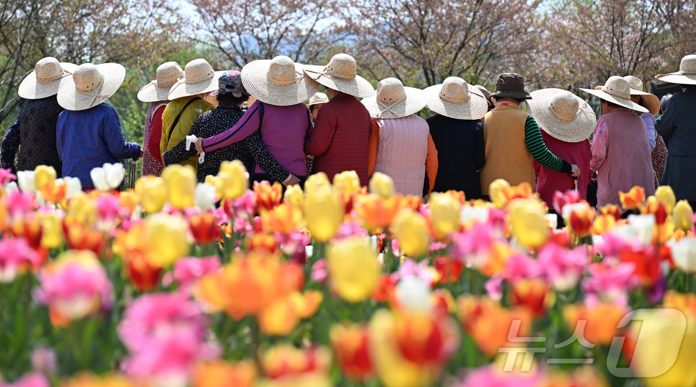 (서울=뉴스1) = 낮 최고 기온이 26도까지 올라 초여름 날씨를 보인 15일 경남 거창군 남상면 거창창포원을 찾은 방문객들이 더위를 피해 밀짚모자를 쓴 채 활짝 핀 튤립을 구경하 …