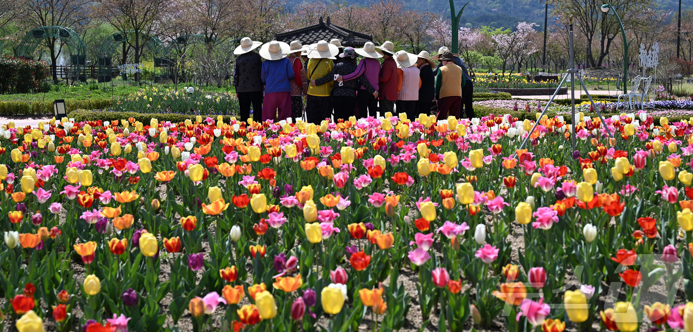 (서울=뉴스1) = 낮 최고 기온이 26도까지 올라 초여름 날씨를 보인 15일 경남 거창군 남상면 거창창포원을 찾은 방문객들이 더위를 피해 밀짚모자를 쓴 채 활짝 핀 튤립을 구경하 …