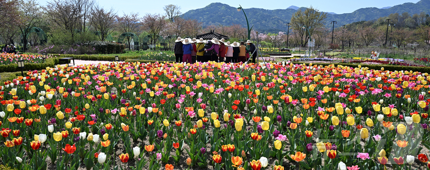 (서울=뉴스1) = 낮 최고 기온이 26도까지 올라 초여름 날씨를 보인 15일 경남 거창군 남상면 거창창포원을 찾은 방문객들이 더위를 피해 밀짚모자를 쓴 채 활짝 핀 튤립을 구경하 …