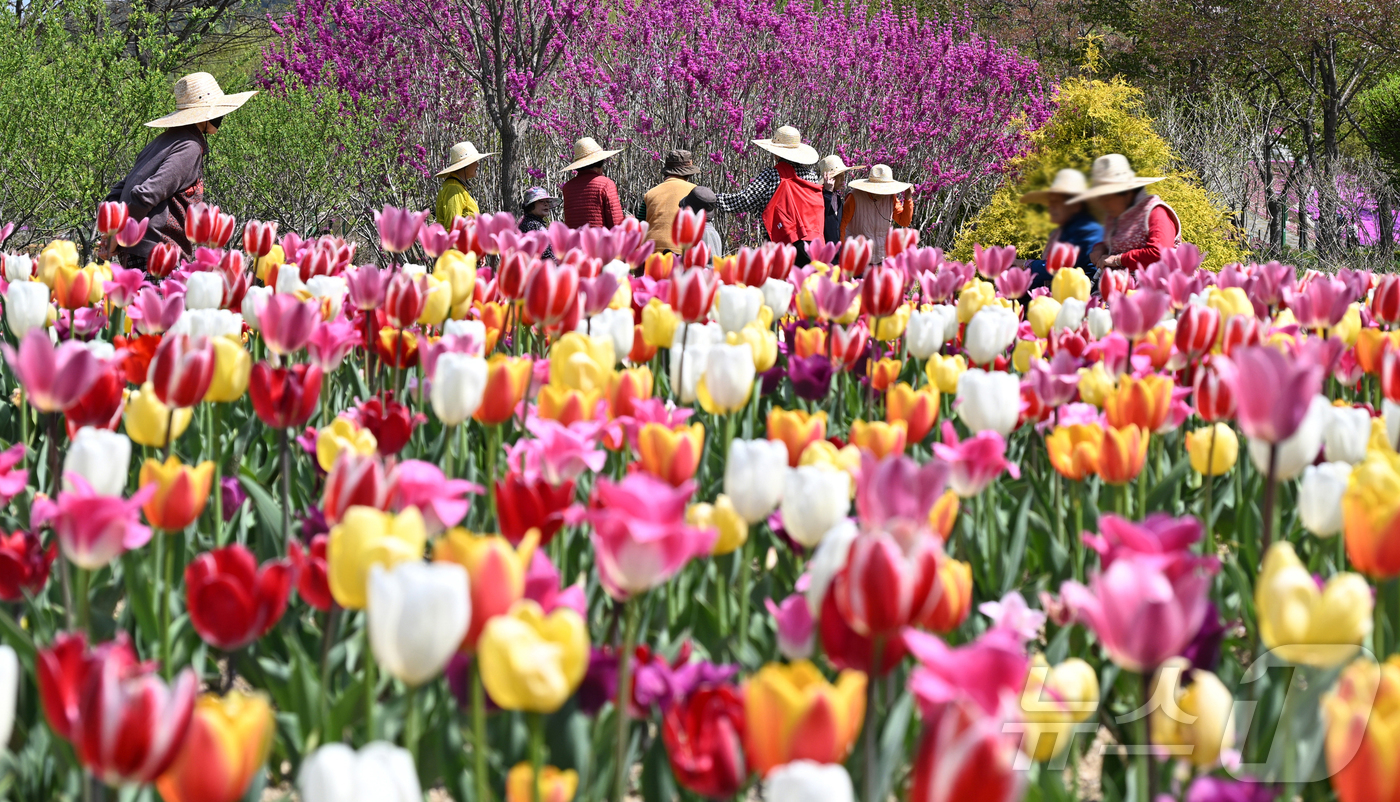 (서울=뉴스1) = 낮 최고 기온이 26도까지 올라 초여름 날씨를 보인 15일 경남 거창군 남상면 거창창포원을 찾은 방문객들이 더위를 피해 밀짚모자를 쓴 채 활짝 핀 튤립을 구경하 …