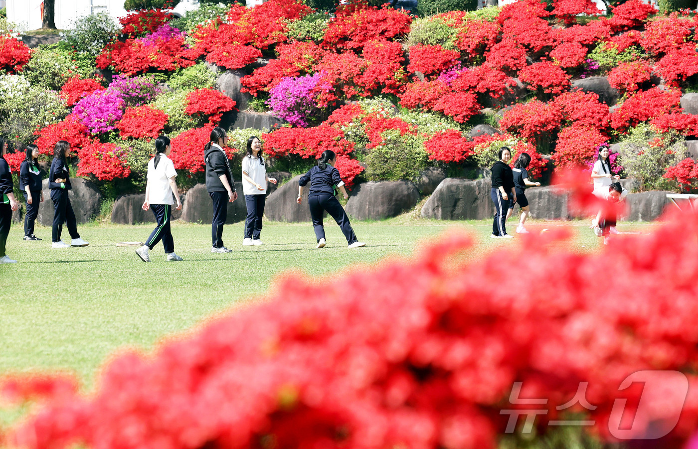 (광주=뉴스1) 박지현 기자 = 한 낮기온이 30도 가까이 가는 초여름 날씨를 보인 15일 광주 북구 동림동 산동교 친수공원 내 산책로에 철쭉꽃이 만개해 있다.(광주 북구 제공. …