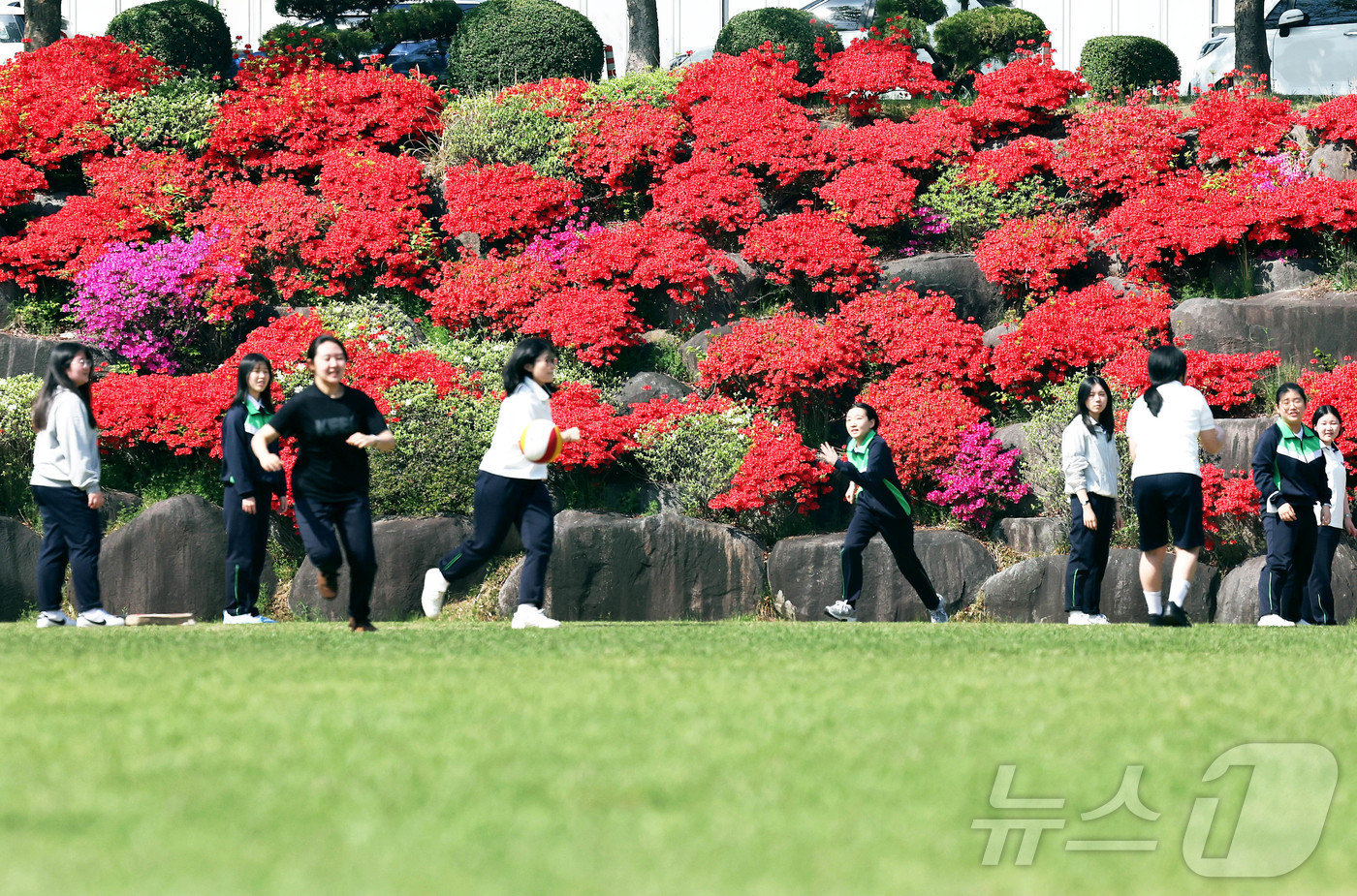 (광주=뉴스1) 박지현 기자 = 한 낮기온이 30도 가까이 가는 초여름 날씨를 보인 15일 광주 북구 동림동 산동교 친수공원 내 산책로에 철쭉꽃이 만개해 있다.(광주 북구 제공. …