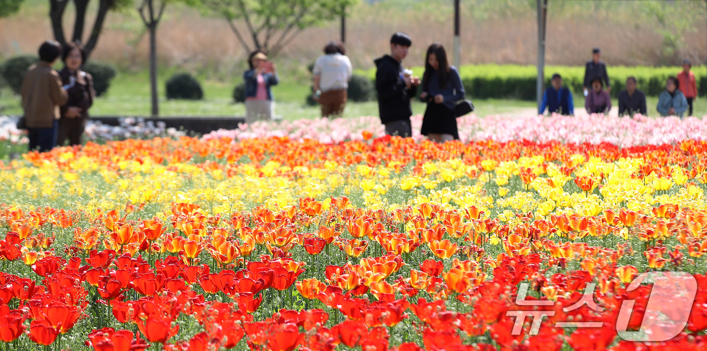 (양산=뉴스1) 윤일지 기자 = 완연한 봄 날씨를 보인 15일 오후 경남 양산 황산공원을 찾은 시민들이 활짝 핀 튤립을 구경하며 봄기운을 즐기고 있다. 2026.4.15/뉴스1