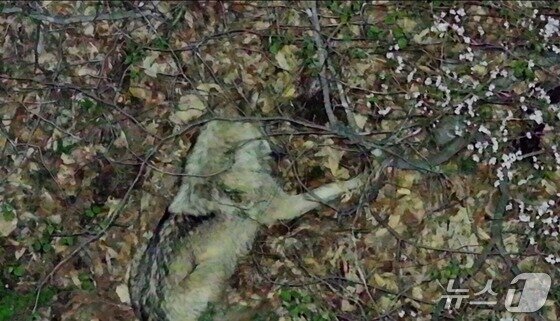 본문 이미지 - 14일 열화상 드론에 포착된 늑구(대전시 제공. 재판매 및 DB금지)