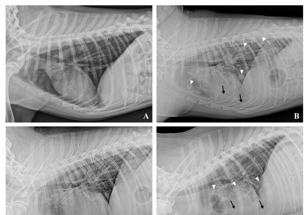 FM동물메디컬센터, 골육종 폐 전이된 진돗개 '삼중병용요법' 치료