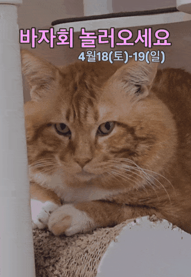 본문 이미지 - 이번 디어레이 바자회 메인 모델은 온라인에서 많은 사랑을 받고 있는 '관식이'다(디어레이 제공). ⓒ 뉴스1