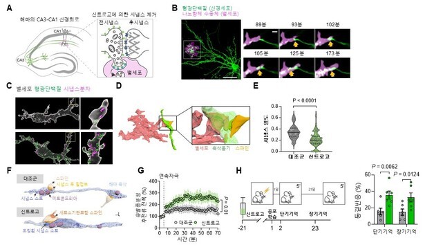자폐·조현병 치료 새 지평⋯뇌 회로 편집·재구성하는 '신트로고' 개발