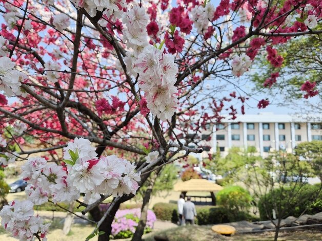 본문 이미지 - 흰색, 분홍색, 붉은색의 복사꽃이 함께 핀 충북교육청 삼색도.2026.4.15 ⓒ 뉴스1