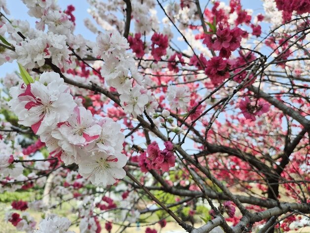 본문 이미지 - 흰색, 분홍색, 붉은색의 복사꽃이 함께 핀 충북교육청 삼색도.2026.4.15 ⓒ 뉴스1