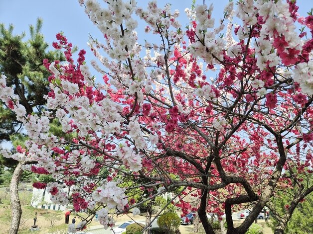 본문 이미지 - 흰색, 분홍색, 붉은색의 복사꽃이 함께 핀 충북교육청 삼색도.2026.4.15 ⓒ 뉴스1
