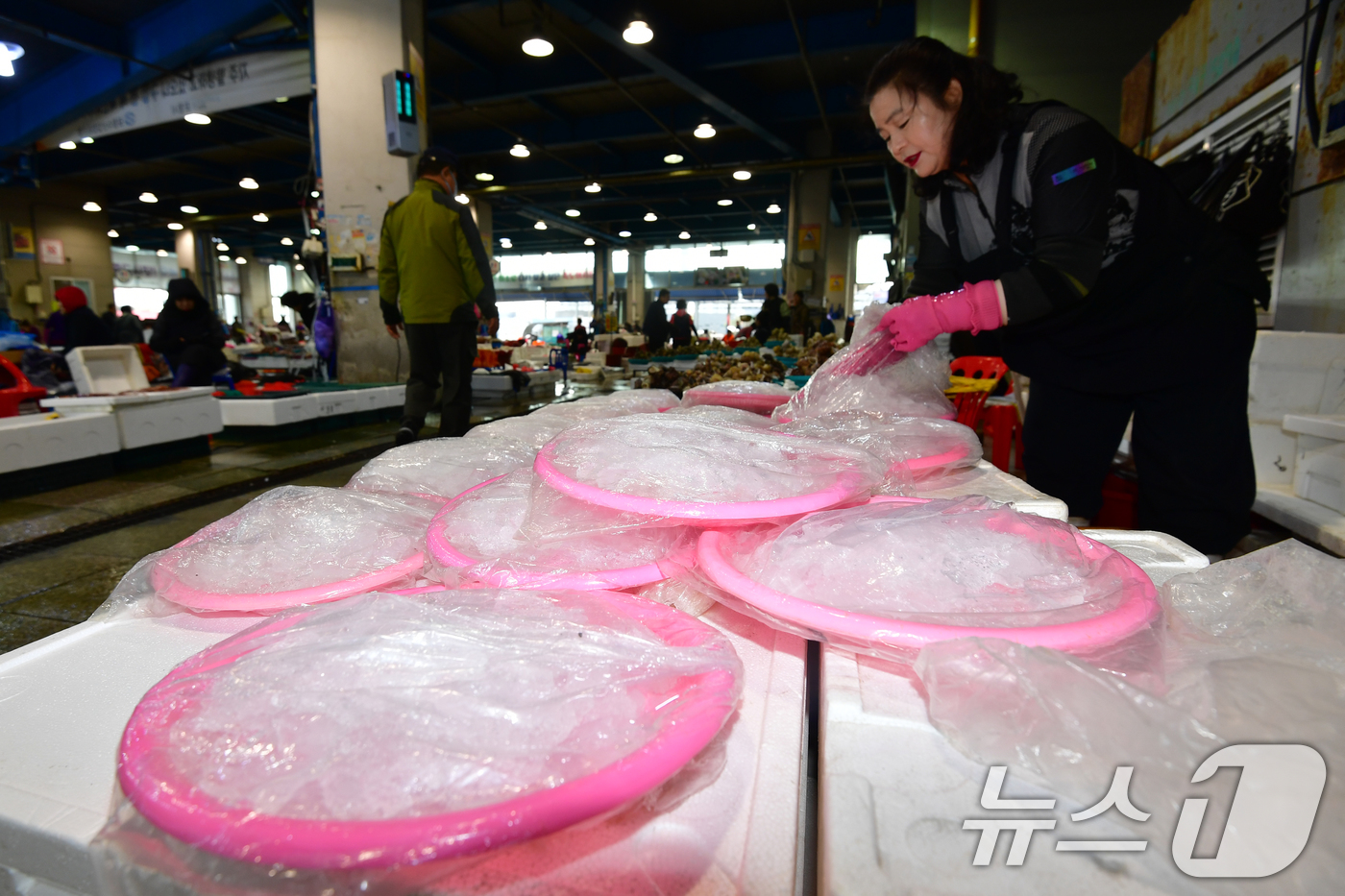 (포항=뉴스1) 최창호 기자 = 16일 오전 경북 포항시 죽도어시장에서 상인이 더워진 날씨에 생선의 신선도 유지를 위해 얼음 방석을 준비하고 있다. 2026.4.16/뉴스1