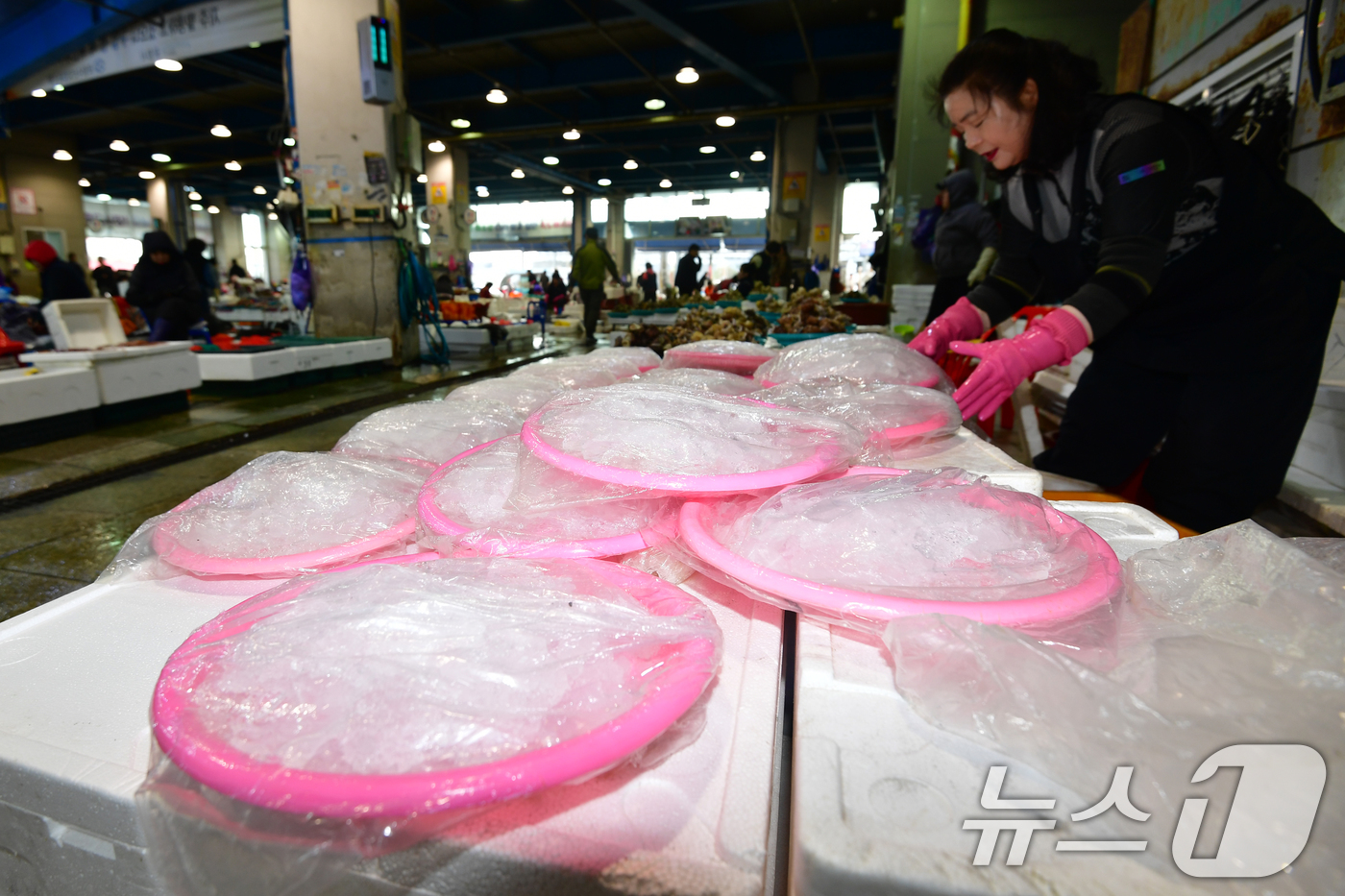 (포항=뉴스1) 최창호 기자 = 16일 오전 경북 포항시 죽도어시장에서 상인이 더워진 날씨에 생선의 신선도 유지를 위해 얼음 방석을 준비하고 있다. 2026.4.16/뉴스1