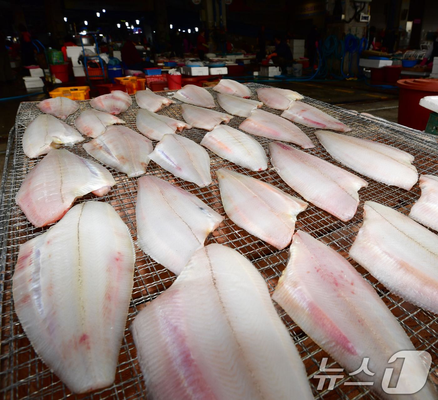 (포항=뉴스1) 최창호 기자 = 16일 오전 경북 포항시 죽도어시장에서 상인이 가자미를 말리고 있다.  2026.4.16/뉴스1