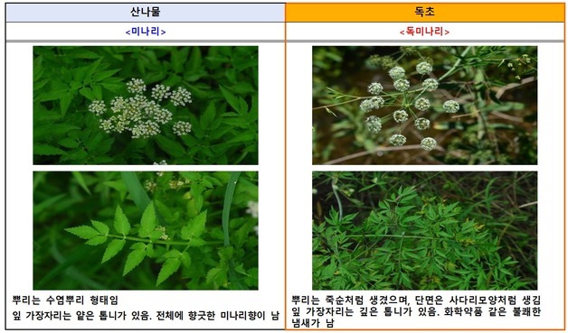 "미나리인 줄 알고 먹었는데 복통·구토"…봄철 독초 섭취 '주의'