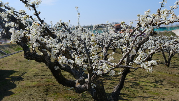 [풍경] 영동 110살 배나무 꽃 활짝…"역사와 생명력 상징"