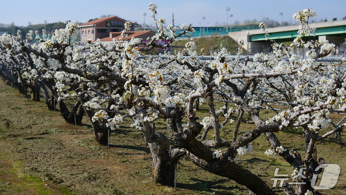 본문 이미지 - 영동군 과일나라테마공원에 있는 110년 묵은 배나무가 꽃을 활짝 피웠다. (영동군 제공. 재판매 및 DB금지)