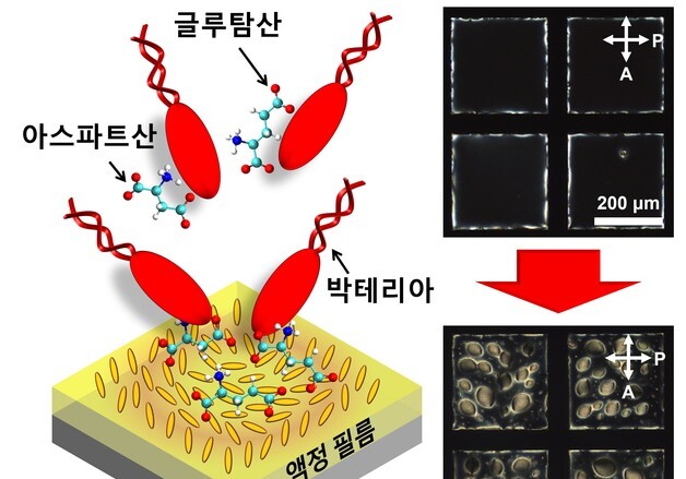 식중독균 6시간→1분 이내 검출…포스텍·서울대·군산대 기술 개발