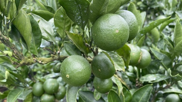 올해산 '풋귤' 8월부터 출하…출하농장 모집