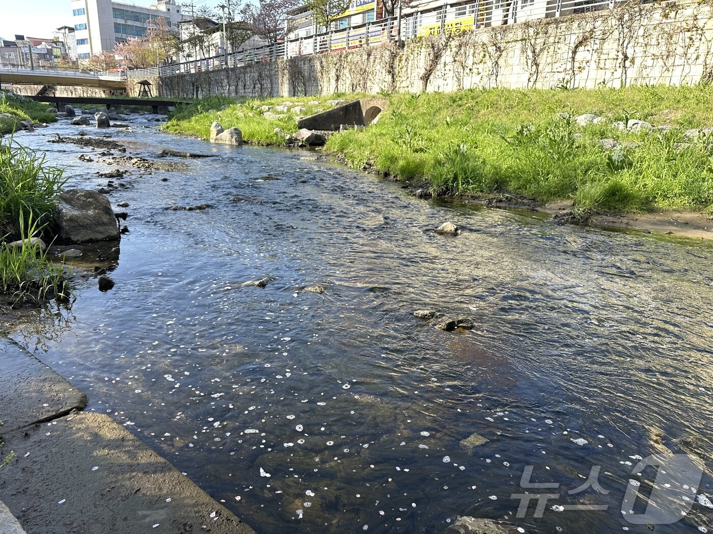 본문 이미지 - 이끼가 끼어 물 속이 보이지 않는 충주천 상류
