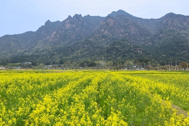 "유채꽃 한 송이에 봄을"…영암군 유채꽃 축제 18일 개막
