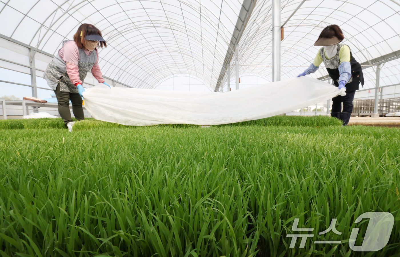(수원=뉴스1) 김영운 기자 = 절기상 곡우를 나흘 앞둔 16일 경기 수원시 권선구 농촌진흥청 국립식량과학원 중북부작연구센터 작물연구동에서 관계자들이 본격적인 벼농사를 앞두고 모 …