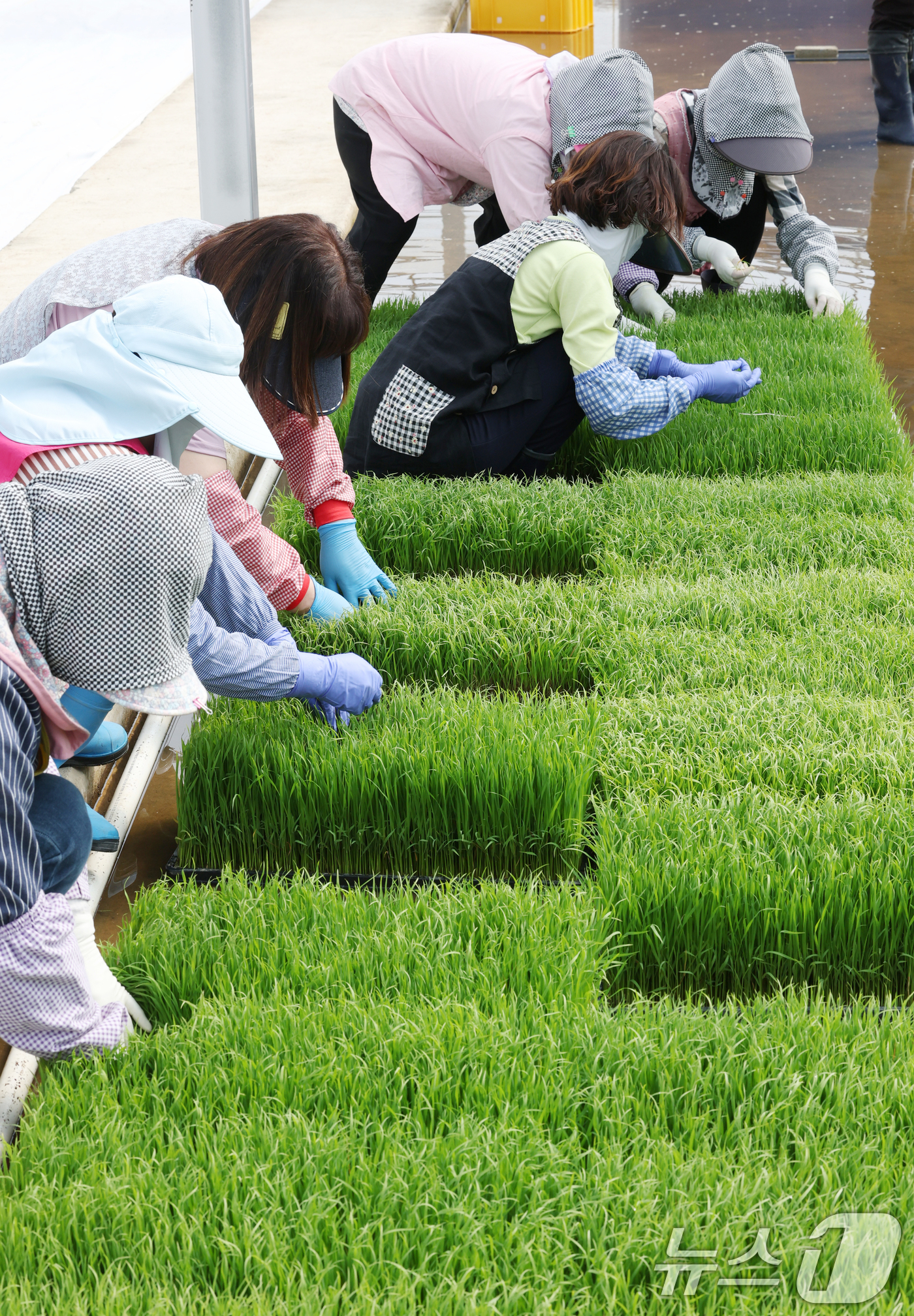 (수원=뉴스1) 김영운 기자 = 절기상 곡우를 나흘 앞둔 16일 경기 수원시 권선구 농촌진흥청 국립식량과학원 중북부작연구센터 작물연구동에서 관계자들이 본격적인 벼농사를 앞두고 모 …