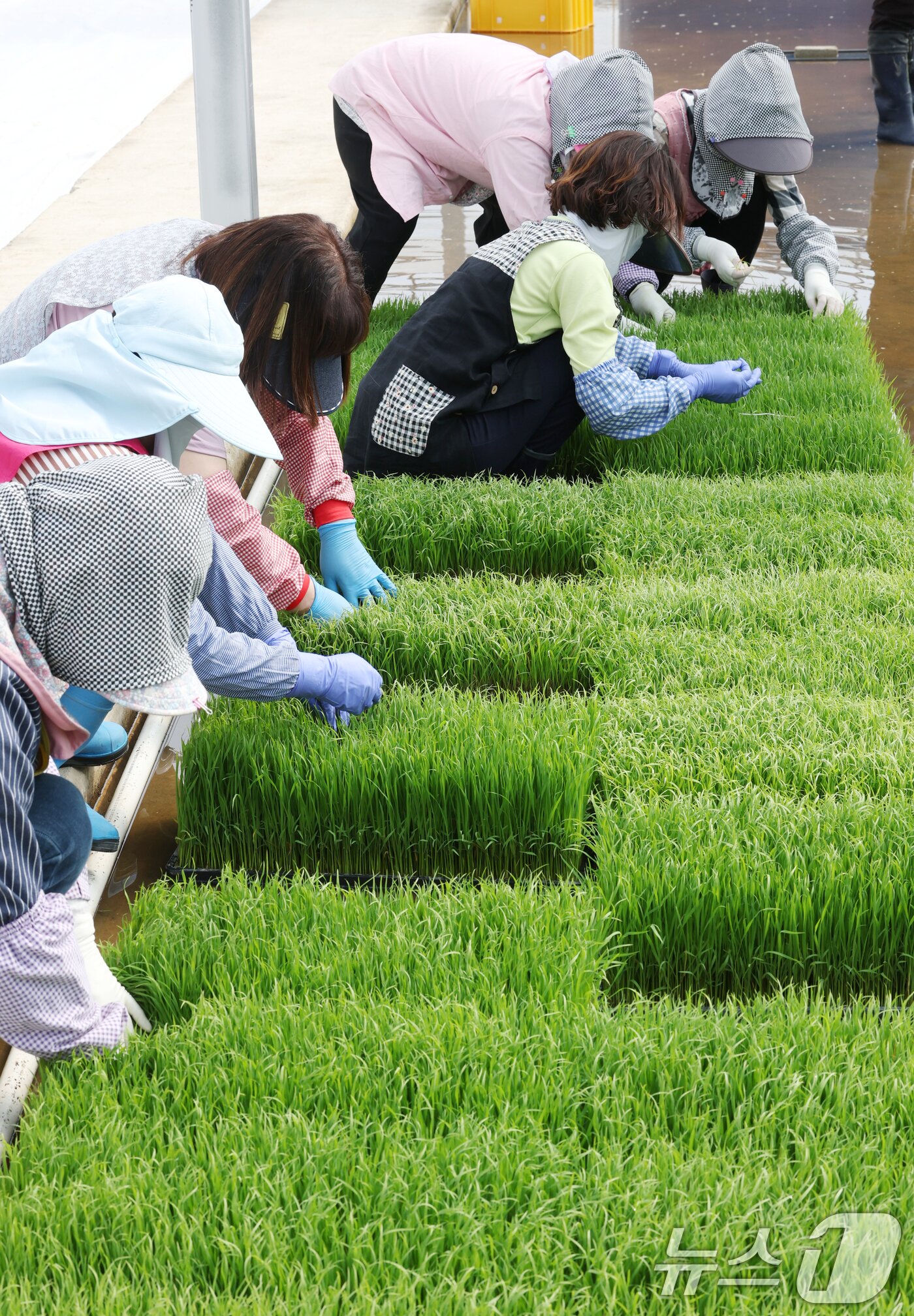 본문 이미지 - 절기상 곡우를 나흘 앞둔 16일 경기 수원시 권선구 농촌진흥청 국립식량과학원 중북부작연구센터 작물연구동에서 관계자들이 본격적인 벼농사를 앞두고 모 기르기(육묘) 작업을 하고 있다. 2026.4.16 ⓒ 뉴스1 김영운 기자