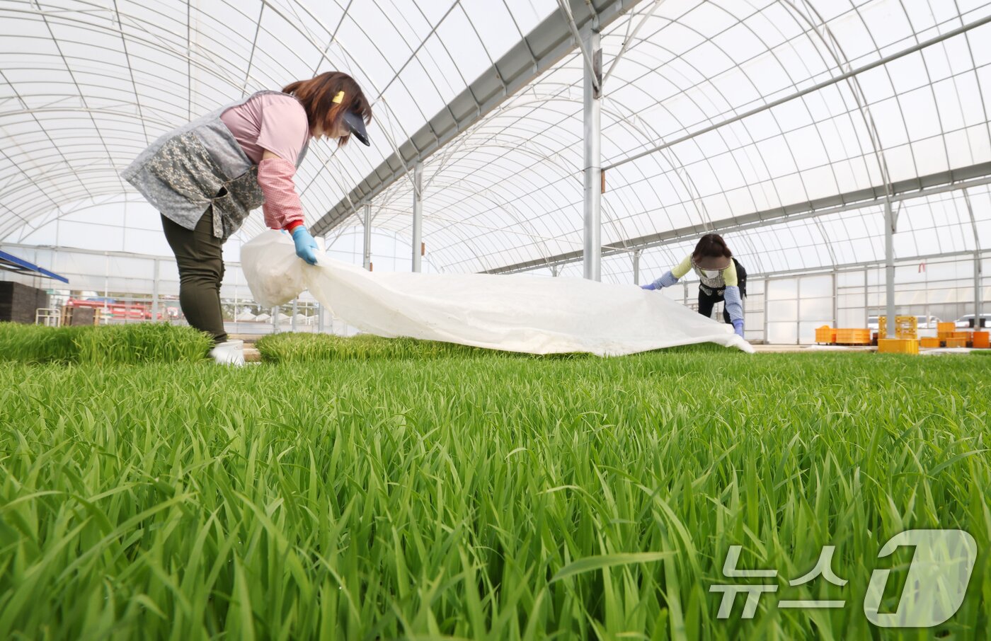 본문 이미지 - 절기상 곡우를 나흘 앞둔 16일 경기 수원시 권선구 농촌진흥청 국립식량과학원 중북부작연구센터 작물연구동에서 관계자들이 본격적인 벼농사를 앞두고 모 기르기(육묘) 작업을 하고 있다. 2026.4.16 ⓒ 뉴스1 김영운 기자