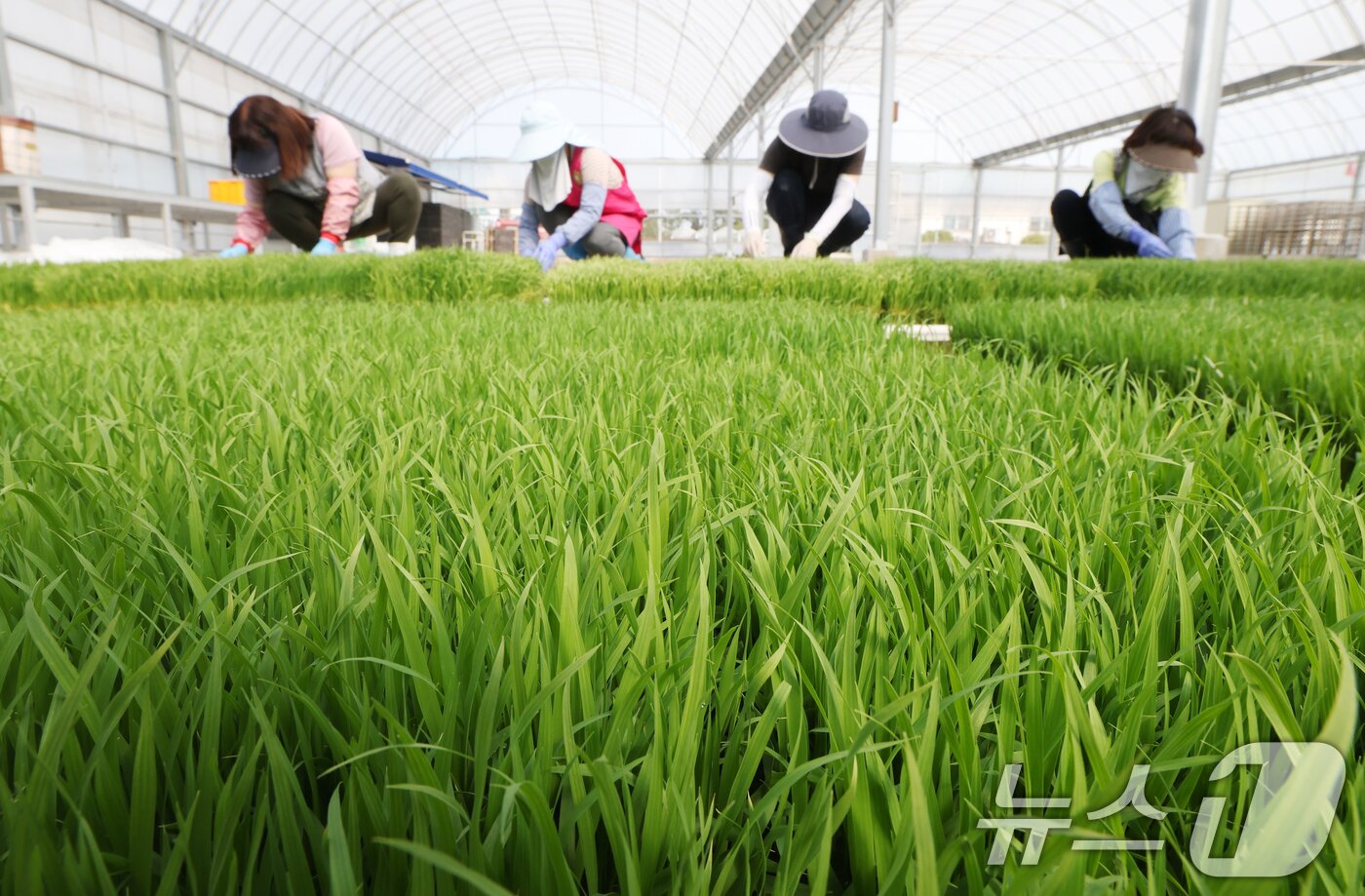 본문 이미지 - 절기상 곡우를 나흘 앞둔 16일 경기 수원시 권선구 농촌진흥청 국립식량과학원 중북부작연구센터 작물연구동에서 관계자들이 본격적인 벼농사를 앞두고 모 기르기(육묘) 작업을 하고 있다. 2026.4.16 ⓒ 뉴스1 김영운 기자