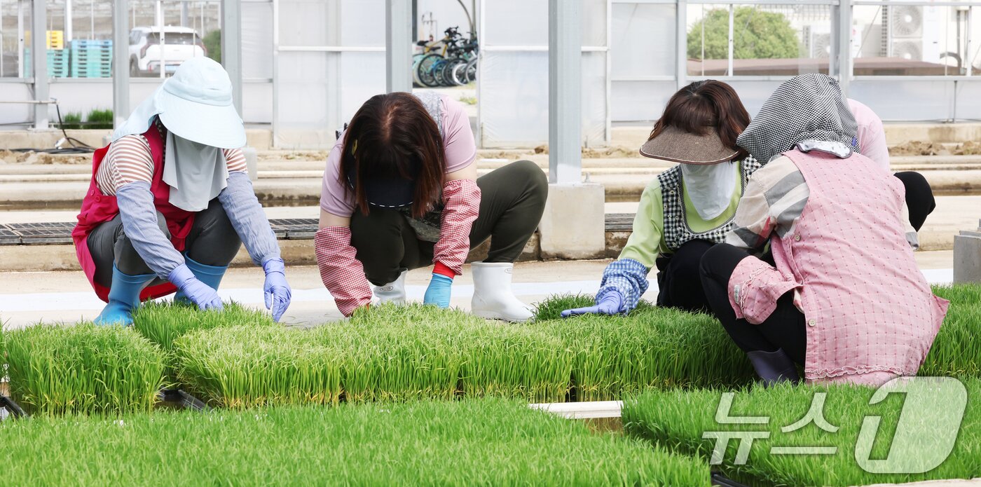본문 이미지 - 절기상 곡우를 나흘 앞둔 16일 경기 수원시 권선구 농촌진흥청 국립식량과학원 중북부작연구센터 작물연구동에서 관계자들이 본격적인 벼농사를 앞두고 모 기르기(육묘) 작업을 하고 있다. 2026.4.16 ⓒ 뉴스1 김영운 기자