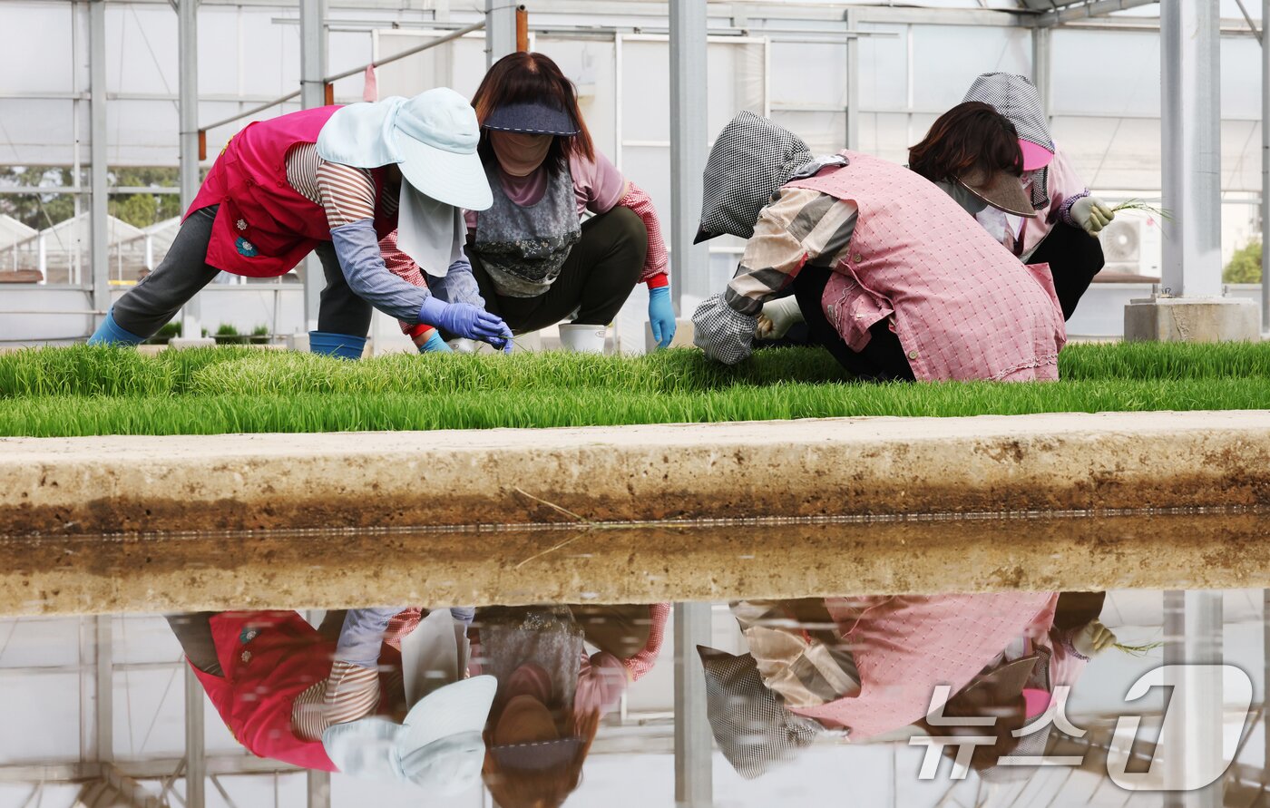 본문 이미지 - 절기상 곡우를 나흘 앞둔 16일 경기 수원시 권선구 농촌진흥청 국립식량과학원 중북부작연구센터 작물연구동에서 관계자들이 본격적인 벼농사를 앞두고 모 기르기(육묘) 작업을 하고 있다. 2026.4.16 ⓒ 뉴스1 김영운 기자