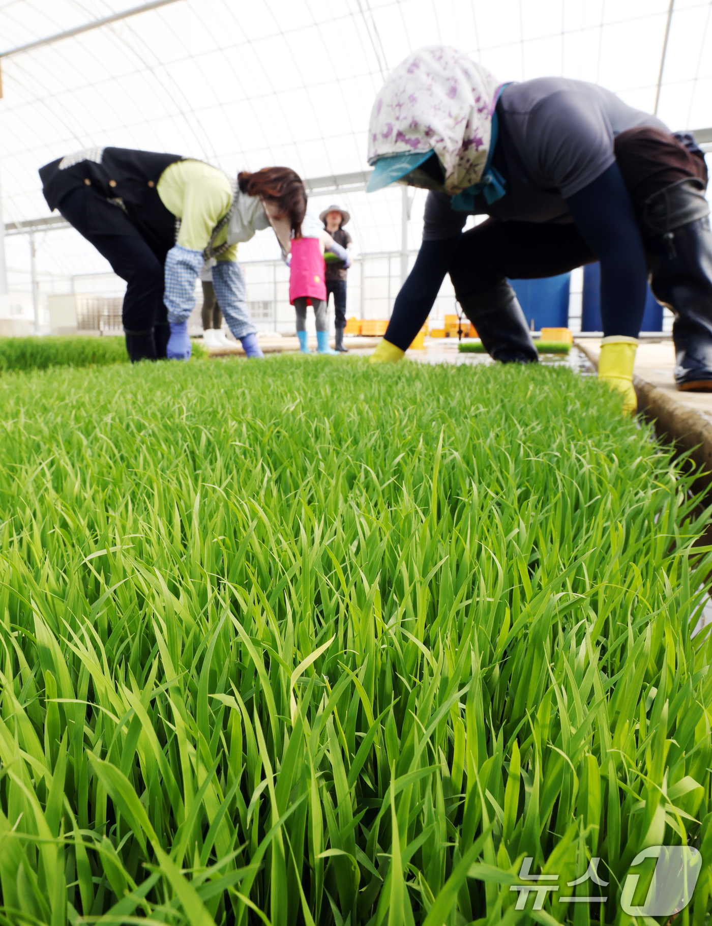 (수원=뉴스1) 김영운 기자 = 절기상 곡우를 나흘 앞둔 16일 경기 수원시 권선구 농촌진흥청 국립식량과학원 중북부작연구센터 작물연구동에서 관계자들이 본격적인 벼농사를 앞두고 모 …