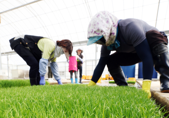곡우 앞두고 육묘작업