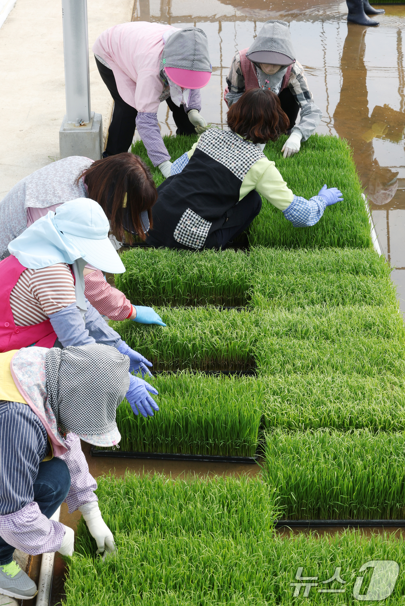 (수원=뉴스1) 김영운 기자 = 절기상 곡우를 나흘 앞둔 16일 경기 수원시 권선구 농촌진흥청 국립식량과학원 중북부작연구센터 작물연구동에서 관계자들이 본격적인 벼농사를 앞두고 모 …