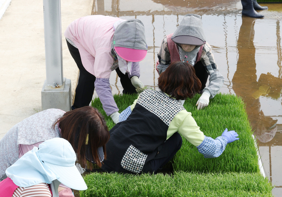 '육묘작업 합니다'