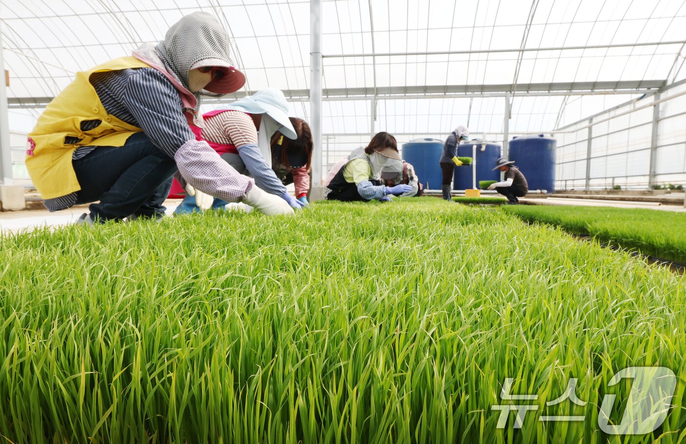 본문 이미지 - 절기상 곡우를 나흘 앞둔 16일 경기 수원시 권선구 농촌진흥청 국립식량과학원 중북부작연구센터 작물연구동에서 관계자들이 본격적인 벼농사를 앞두고 모 기르기(육묘) 작업을 하고 있다. 2026.4.16 ⓒ 뉴스1 김영운 기자