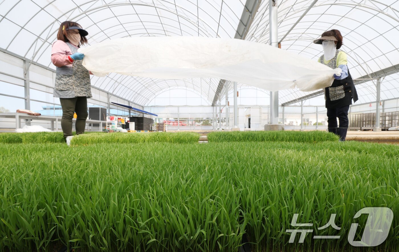 본문 이미지 - 절기상 곡우를 나흘 앞둔 16일 경기 수원시 권선구 농촌진흥청 국립식량과학원 중북부작연구센터 작물연구동에서 관계자들이 본격적인 벼농사를 앞두고 모 기르기(육묘) 작업을 하고 있다. 2026.4.16 ⓒ 뉴스1 김영운 기자