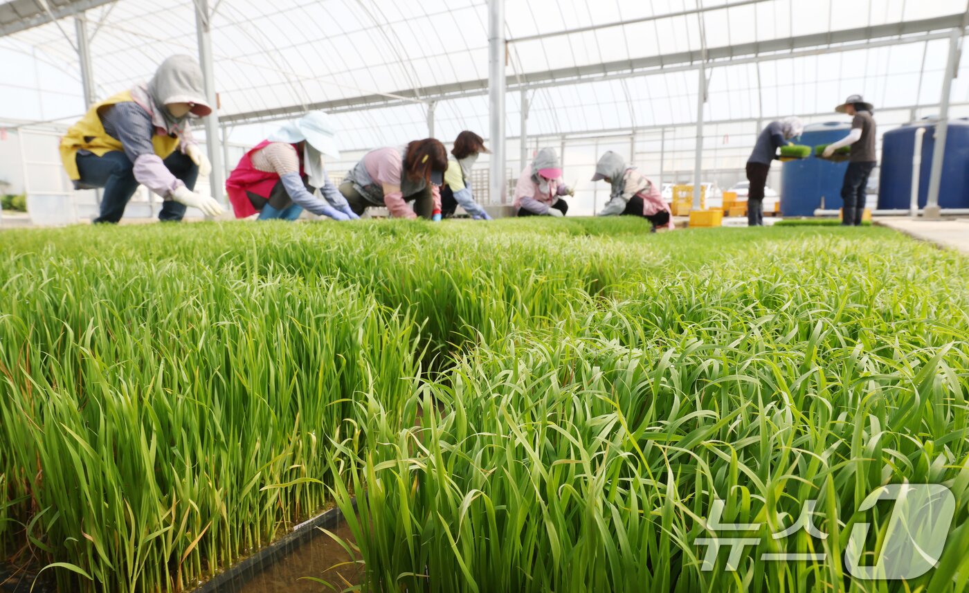 본문 이미지 - 절기상 곡우를 나흘 앞둔 16일 경기 수원시 권선구 농촌진흥청 국립식량과학원 중북부작연구센터 작물연구동에서 관계자들이 본격적인 벼농사를 앞두고 모 기르기(육묘) 작업을 하고 있다. 2026.4.16 ⓒ 뉴스1 김영운 기자