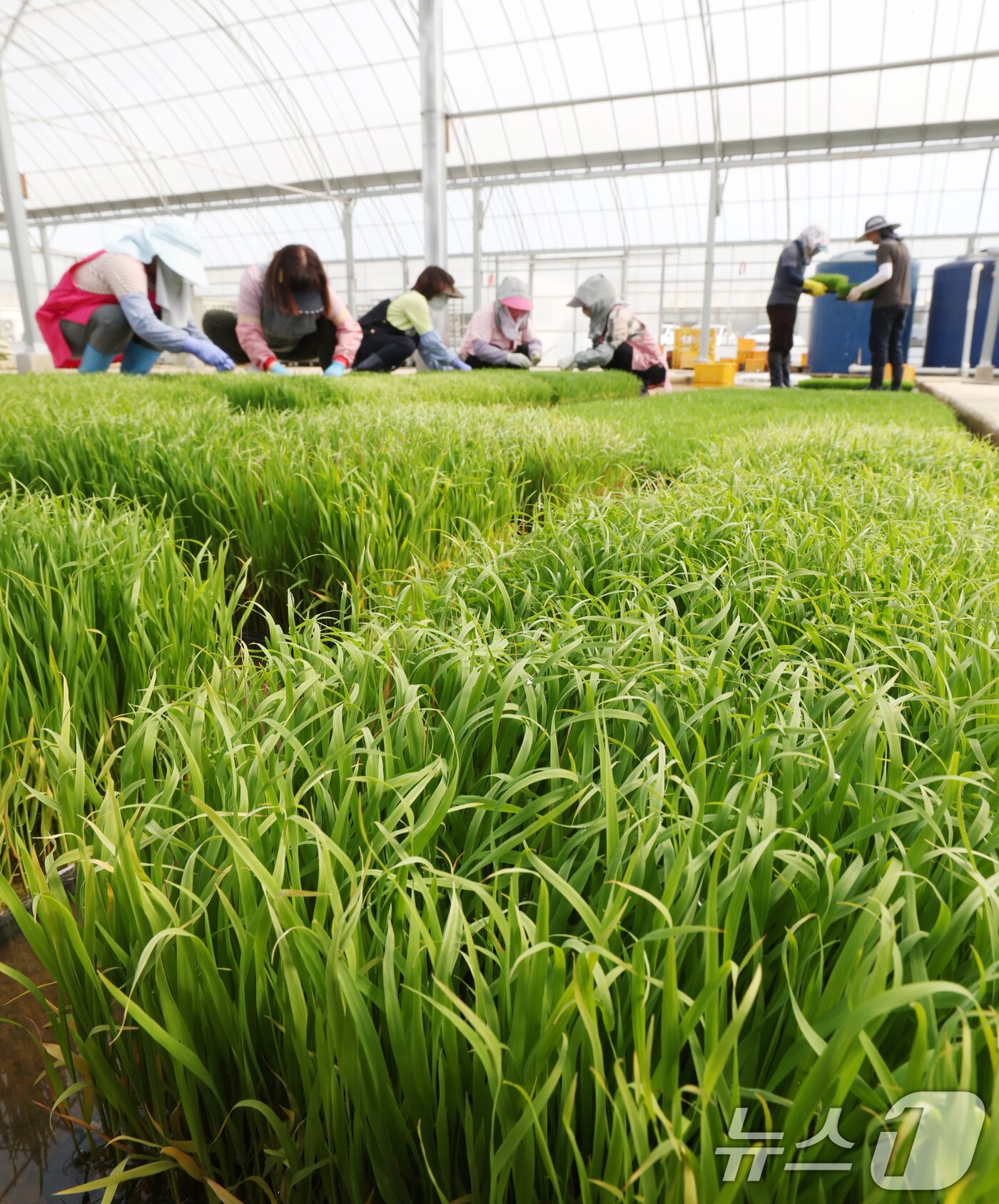 본문 이미지 - 절기상 곡우를 나흘 앞둔 16일 경기 수원시 권선구 농촌진흥청 국립식량과학원 중북부작연구센터 작물연구동에서 관계자들이 본격적인 벼농사를 앞두고 모 기르기(육묘) 작업을 하고 있다. 2026.4.16 ⓒ 뉴스1 김영운 기자