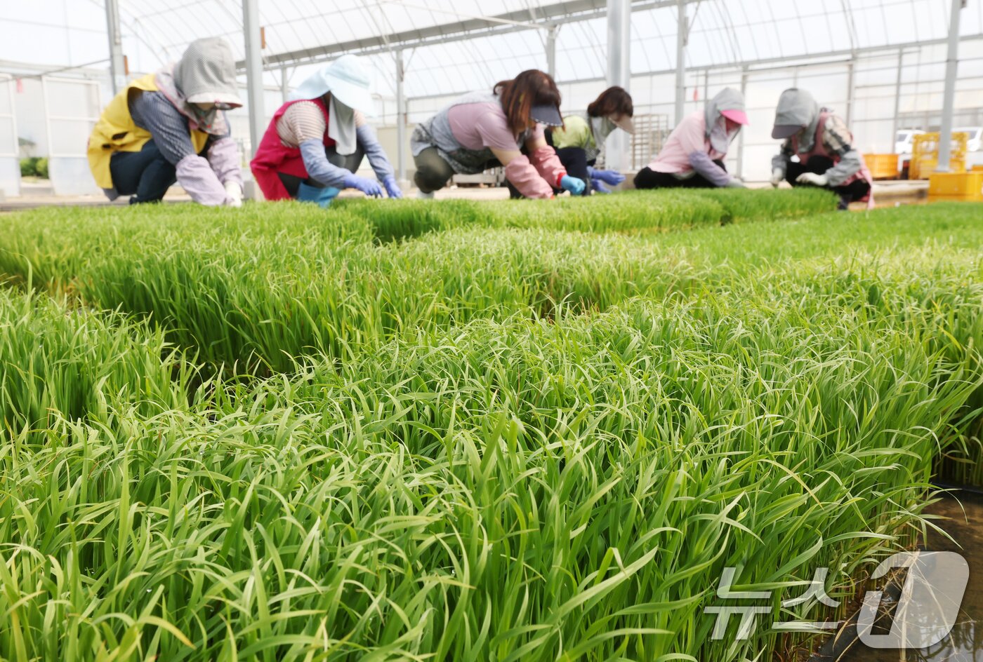 본문 이미지 - 절기상 곡우를 나흘 앞둔 16일 경기 수원시 권선구 농촌진흥청 국립식량과학원 중북부작연구센터 작물연구동에서 관계자들이 본격적인 벼농사를 앞두고 모 기르기(육묘) 작업을 하고 있다. 2026.4.16 ⓒ 뉴스1 김영운 기자