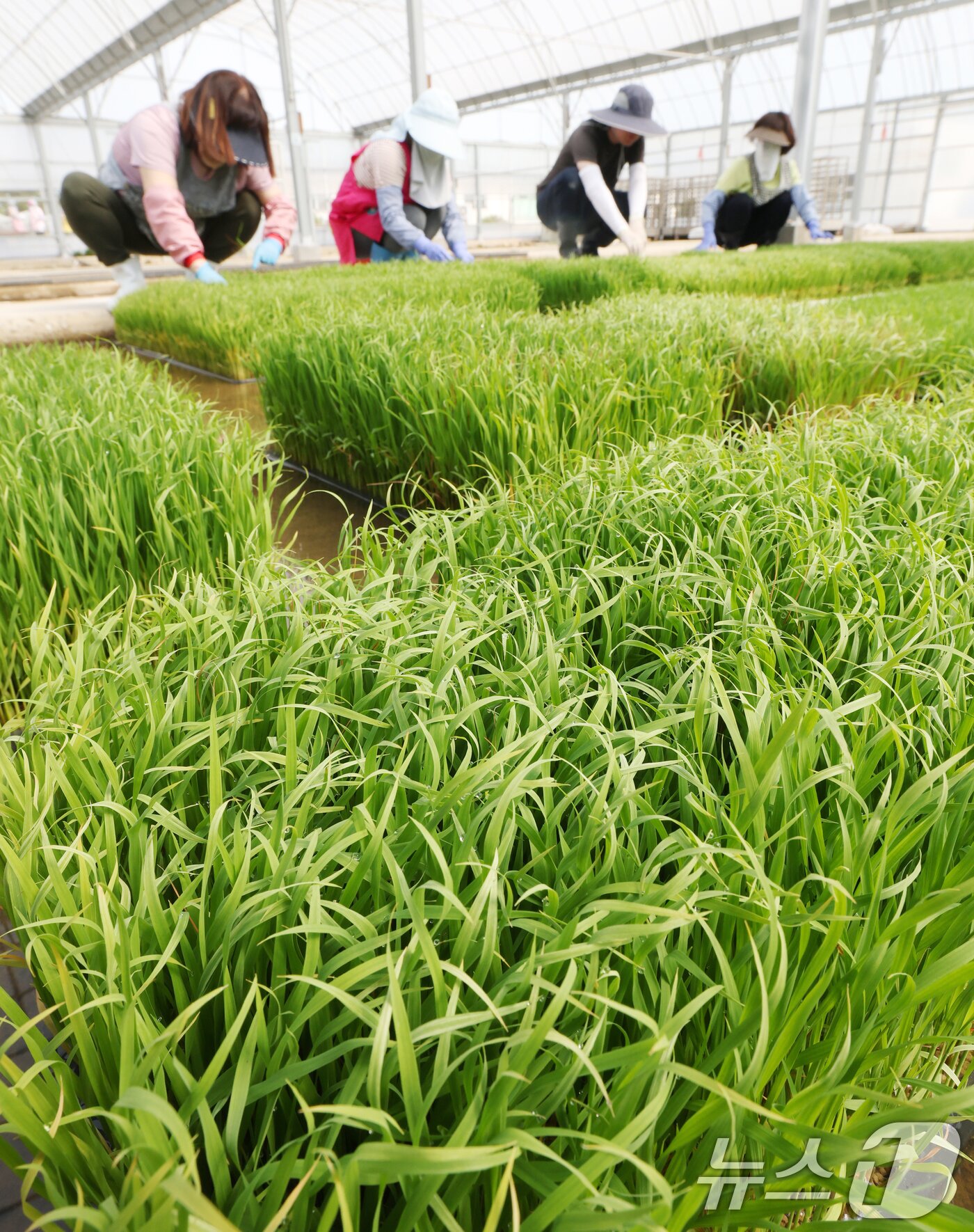 본문 이미지 - 절기상 곡우를 나흘 앞둔 16일 경기 수원시 권선구 농촌진흥청 국립식량과학원 중북부작연구센터 작물연구동에서 관계자들이 본격적인 벼농사를 앞두고 모 기르기(육묘) 작업을 하고 있다. 2026.4.16 ⓒ 뉴스1 김영운 기자