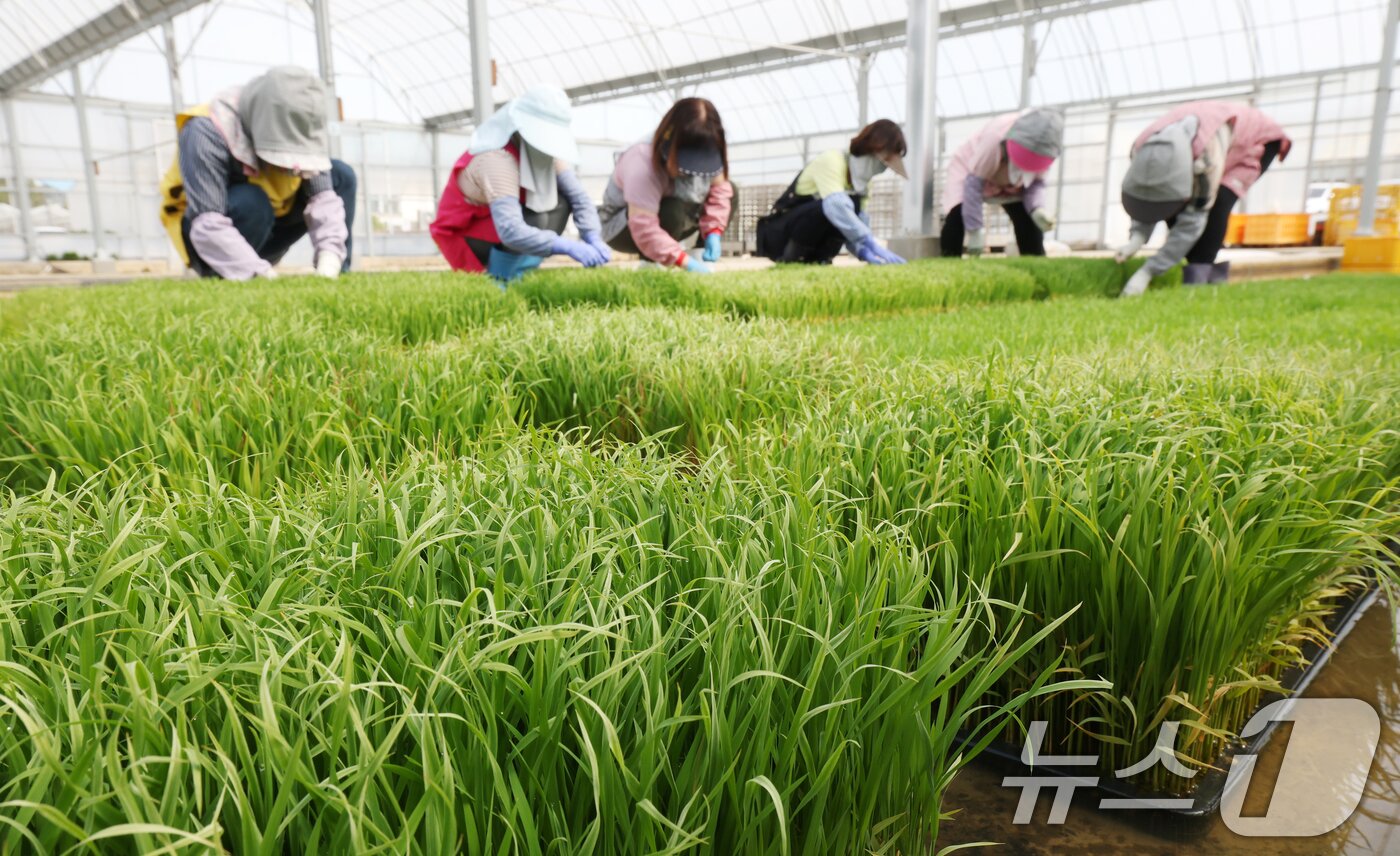 본문 이미지 - 절기상 곡우를 나흘 앞둔 16일 경기 수원시 권선구 농촌진흥청 국립식량과학원 중북부작연구센터 작물연구동에서 관계자들이 본격적인 벼농사를 앞두고 모 기르기(육묘) 작업을 하고 있다. 2026.4.16 ⓒ 뉴스1 김영운 기자