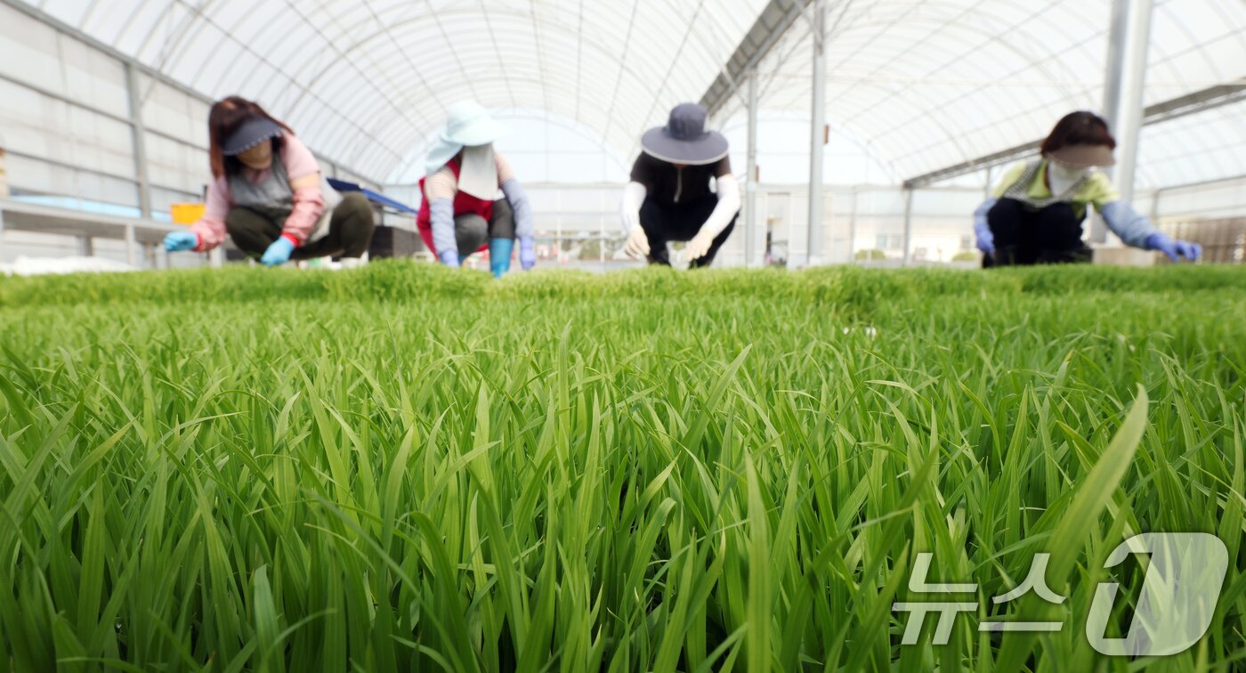 본문 이미지 - 절기상 곡우를 나흘 앞둔 16일 경기 수원시 권선구 농촌진흥청 국립식량과학원 중북부작연구센터 작물연구동에서 관계자들이 본격적인 벼농사를 앞두고 모 기르기(육묘) 작업을 하고 있다. 2026.4.16 ⓒ 뉴스1 김영운 기자