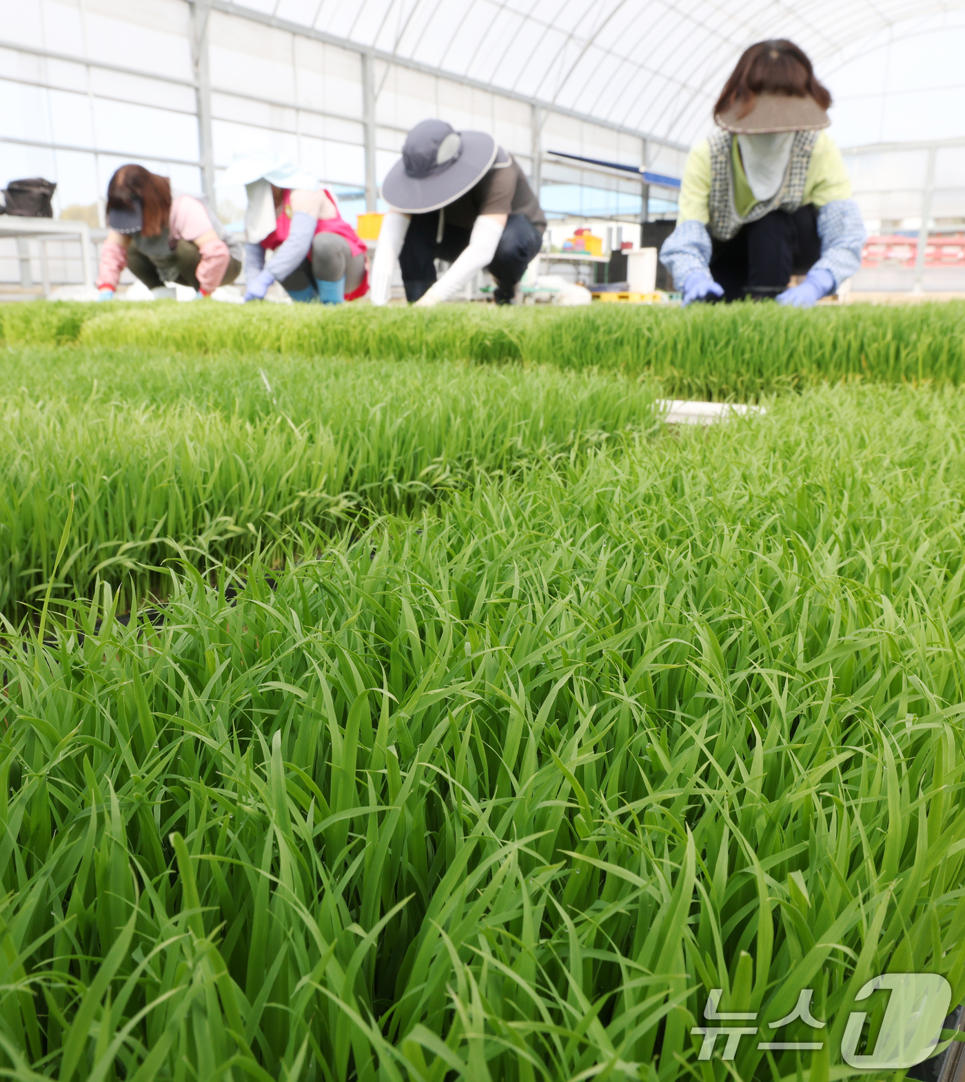 (수원=뉴스1) 김영운 기자 = 절기상 곡우를 나흘 앞둔 16일 경기 수원시 권선구 농촌진흥청 국립식량과학원 중북부작연구센터 작물연구동에서 관계자들이 본격적인 벼농사를 앞두고 모 …