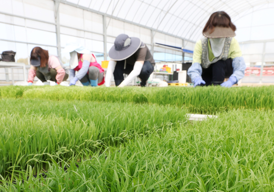 본격적인 벼농사 시작